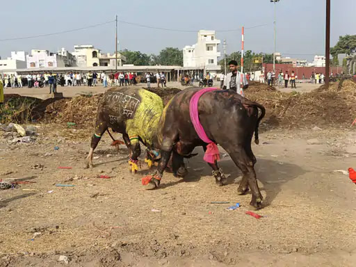 पशुधन को सजाकर भ्रमण कराया, दिनभर चला बधाईयों का दौर 1 14BADWANI 07