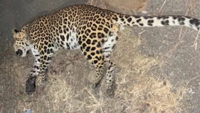 d5d14f9a afcb 4c57 9b7b b53b4c4bc66d