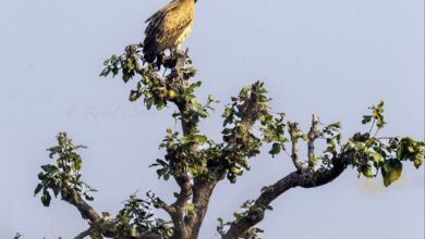 IMG 20250222 193403 275