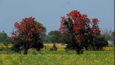 IMG 20250306 181819 973