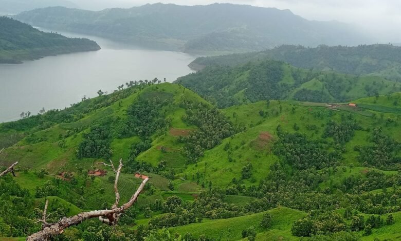 कोर्ट ने कहा मप्र में भी चल रहा 'पुष्पा राज'? मध्यप्रदेश में 'पुष्पा सिंडिकेट' का जिक्र किया। व्यापारियों व सिंडिकेट चला रहे अवैध लकड़ी का कारोबार। 1 c1309081 4bfe 4e09 848c 6c58475a8581