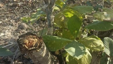 IMG 20250531 212042 548