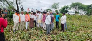 पानसेमल; आंधी-तूफान से फसले प्रभावित, विधायक ने लगाई खेतों की दौड़, कहा- हर संभव सहायता करूंगा 3 29 pn