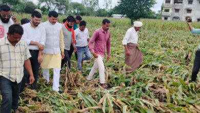 पानसेमल; आंधी-तूफान से फसले प्रभावित, विधायक ने लगाई खेतों की दौड़, कहा- हर संभव सहायता करूंगा 3 29 pn1