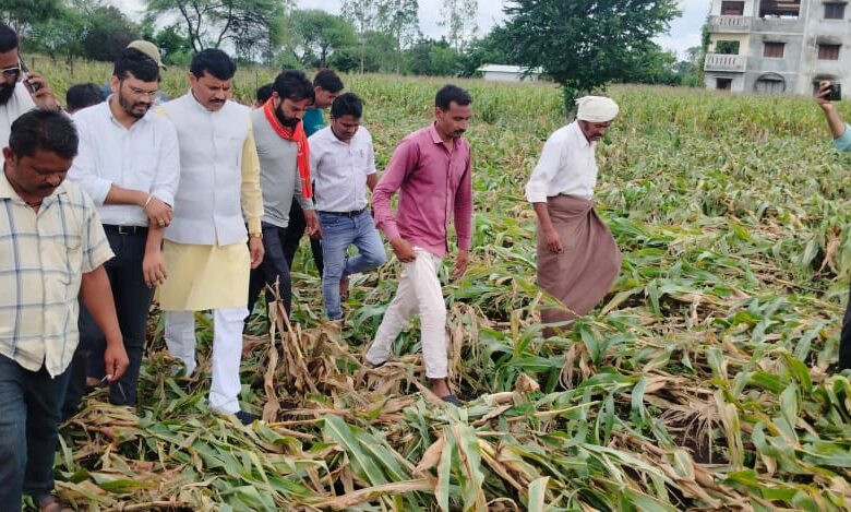 पानसेमल; आंधी-तूफान से फसले प्रभावित, विधायक ने लगाई खेतों की दौड़, कहा- हर संभव सहायता करूंगा 1 29 pn1