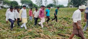पानसेमल; आंधी-तूफान से फसले प्रभावित, विधायक ने लगाई खेतों की दौड़, कहा- हर संभव सहायता करूंगा 4 29 pn3