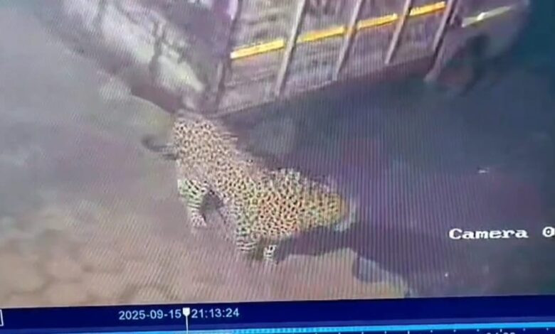 बड़वाह। पानी की फैक्टरी में घूमता नजर आया तेंदुआ... 1 IMG 20250917 WA0010