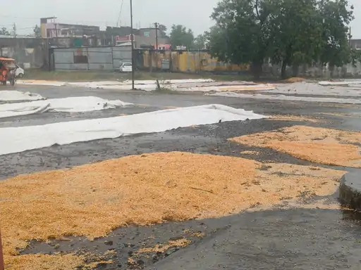 सेंधवा के ग्रामीण अंचल में झमाझम बारिश, बलवाड़ी मंडी में किसानों की मेहनत पर पानी फिरा 1 22 barish