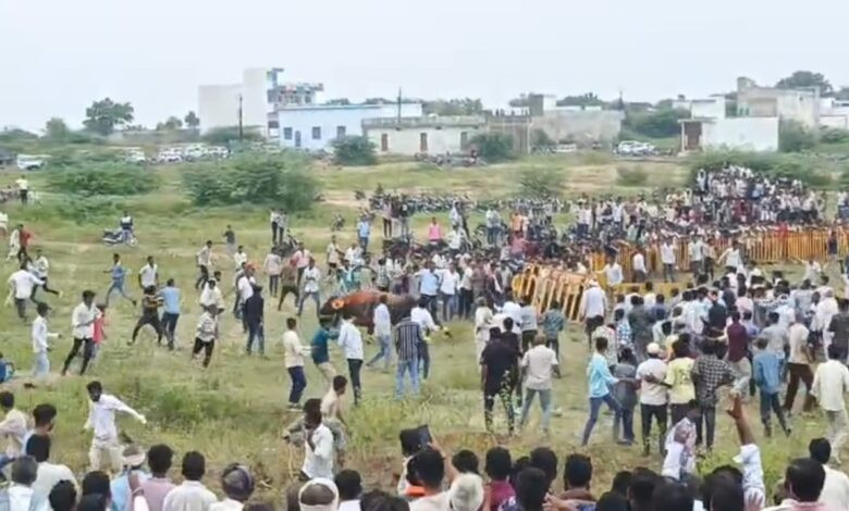 राजपुर में हुआ भव्य पाड़ा दंगल, तीन जिलों के 8 बड़े पाड़े हुए शामिल 1 25 pada
