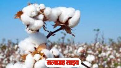 बड़वानी में कपास खरीदी पंजीयन 30 अक्टूबर तक, अब तक 7007 किसानों ने कराया रजिस्ट्रेशन 2 KAPAS 1