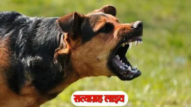 PAGAL KUTTA