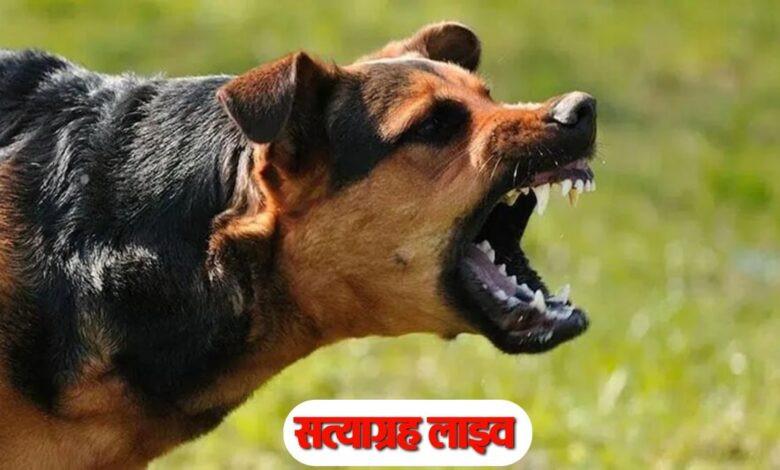PAGAL KUTTA